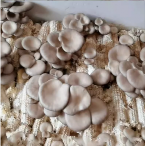 玉米芯棒种植蘑菇菌种栽培家庭养殖食用平菇猴头接种DIY三级基地