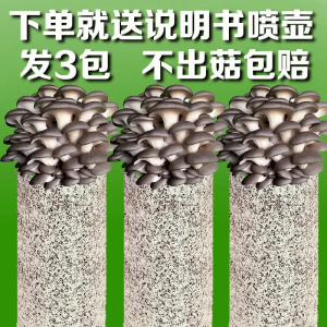 蘑菇种植包新鲜菌种家种菌菇黑平菇种植菌包食用菌棒家庭自种盆栽