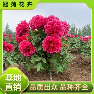 牡丹树 美观性强 庭院花坛种植观赏花卉 易活易开花