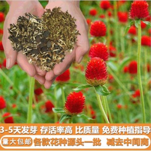 花种子千日红百日红火球庭院景观绿化花卉盆栽易活花籽千日紫种子