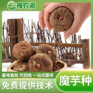 神农派魔芋种子